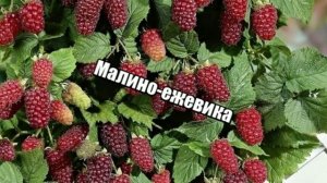 Самые необычные сорта малины