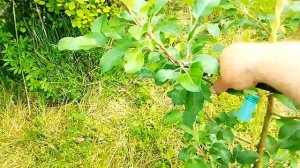 Летняя обрезка дух летней яблони Хани Крисп