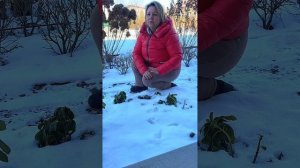 Пахисандра, вечнозеленое почвопокровное растение для