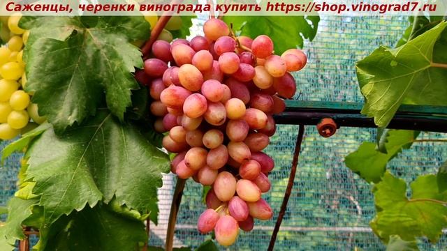 Виноград 3.08.25 нашумевшая форма ЗОРЕНЬКА. Ультраранняя смотреть онлайн