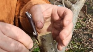 Прививка яблони. Весна.