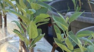 Европейская технология Книп Баум