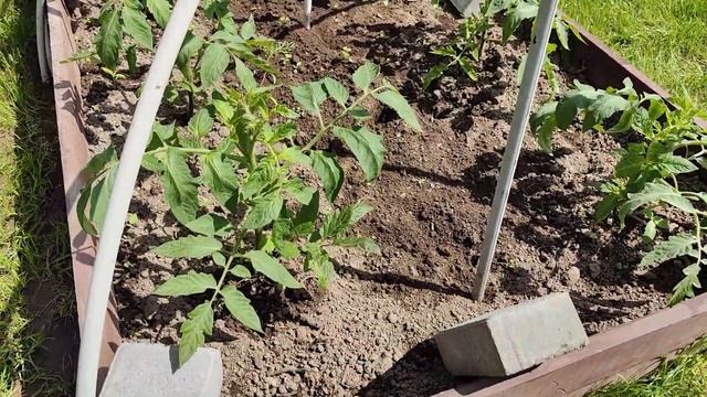 Летние хлопоты на даче 🌸 Вкапываю бордюр, ухаживаю за смотреть онлайн