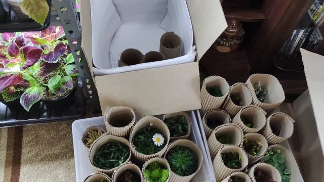 Продажа растений. Отправка почтой. Как собираю посылк? смотреть онлайн
