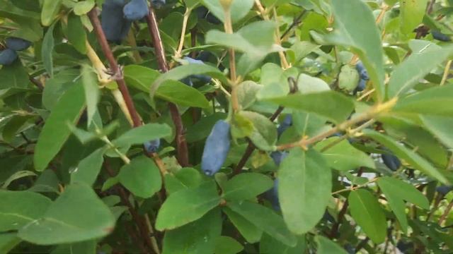 и снова Бакчарский великан, не удержаться, это нужно в? смотреть онлайн