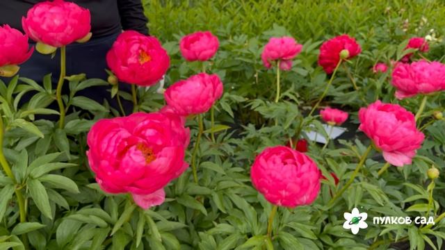 Cytherea peony. Цитерия пион. Пулков сад (2025 г.) смотреть онлайн