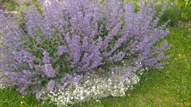 Котяча м'ята ФАССЕНА 'Kit Cat'/ Котовник