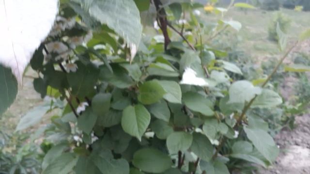 АКТИНИДИЯ ЦВЕТЕТ. Июнь. смотреть онлайн