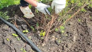 Как и когда обрЕзать  спирею для пышного цветения?