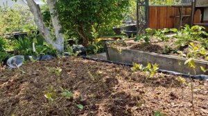 Самый лёгкий способ выращивания голубики