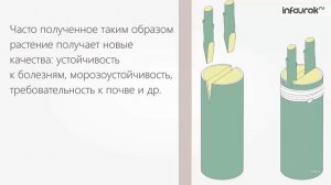 Формы размножения организмов  Бесполое размножение  М