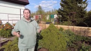 НЕЩАДНАЯ ОБРЕЗКА И СТРИЖКА ХВОЙНЫХ ВЕСНОЙ. ЗАЧЕМ ОБРЕ?
