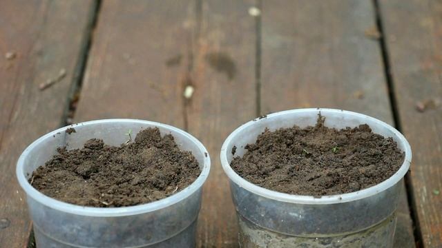 Зеленое черенкование. Легко и надежно