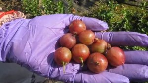 Авангард - изумительно сладкий сорт розового крыжовни