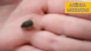 Жуки в моëм террариуме (часть 9) : МАЙСКИЙ ЖУК, НЕХРУЩ, А?