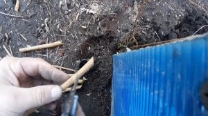 Черенкование граната