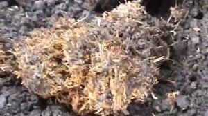 Выращиваем гладиолус из детки (часть 2)