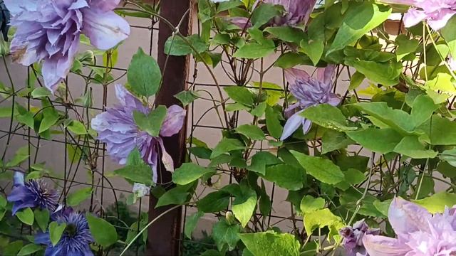 Клематис Протеус (Proteus)