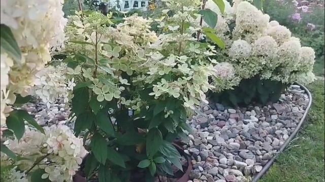 Метельчатые гортензии в августе. Обзор сортов. смотреть онлайн