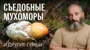 Как отличить пантерный мухомор от краснеющего. Сыроежки. Лепиоты. Осенний опенок.