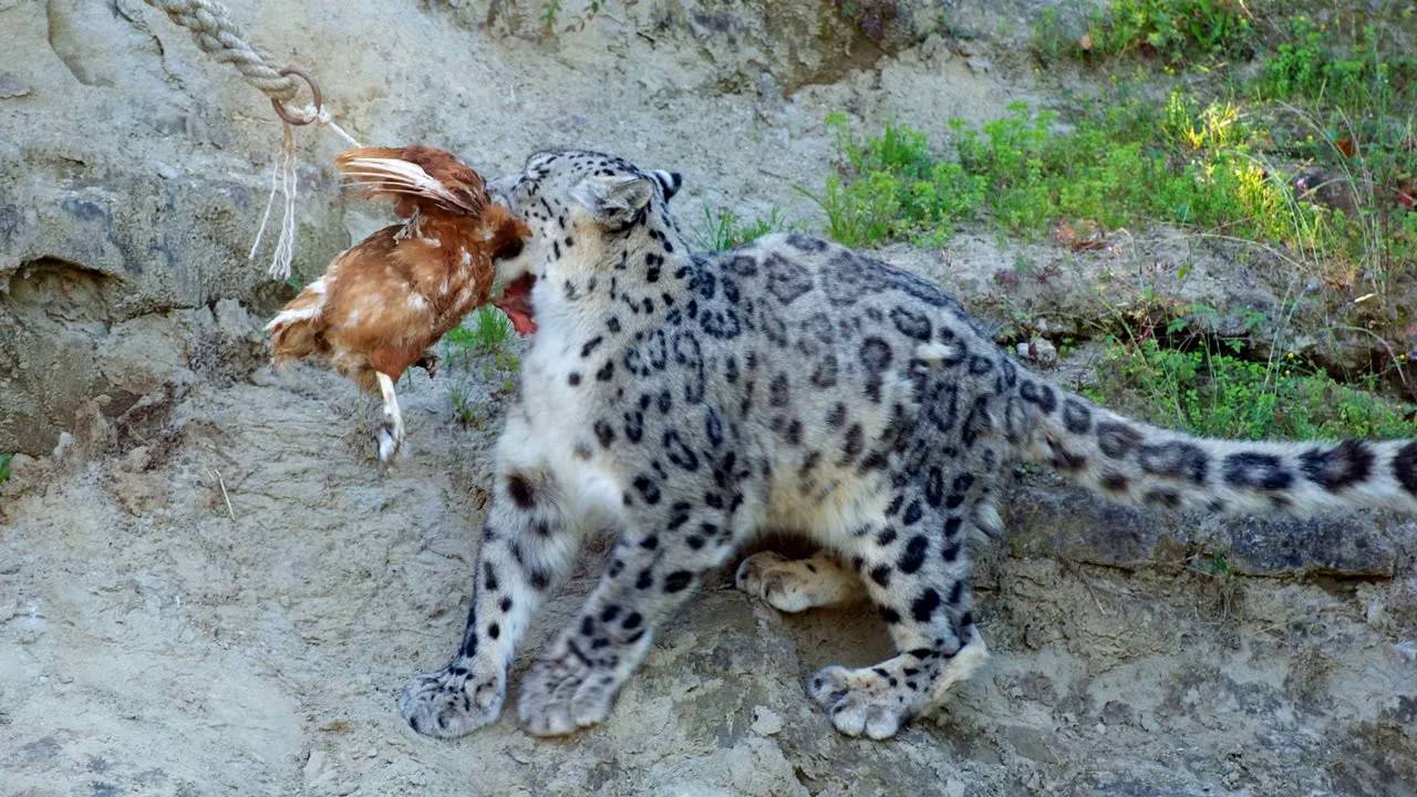 СНЕЖНЫЙ БАРС В ДЕЛЕ! Барс против рогатых горных козлов и даже яков... смотреть онлайн