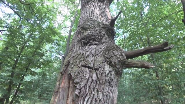 В поисках Жука-Оленя. Часть 1. Лиственный лес Лысой Гор? смотреть онлайн