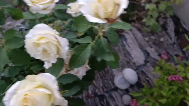 Вечерняя прогулка по саду 🤗 хвойные новинки 🌲25 авгу? смотреть онлайн