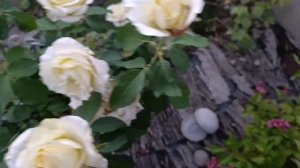 Вечерняя прогулка по саду 🤗 хвойные новинки 🌲25 авгу?