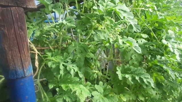 Арбузы  #дача #теплица #огород