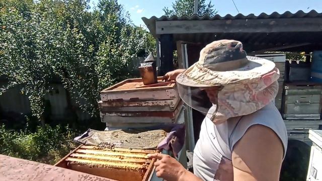 Мёд. Урожай 2023 года