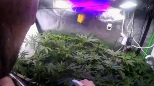 Дельта 8.9.10.часть 2 Cannabiogen. Растим каннабис правельно)))