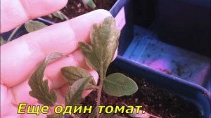 Желтеют сохнут листья у рассады томатов Подозрение на