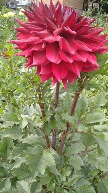 Огляд сортів жоржин! Хапет Дольче Віте! смотреть онлайн