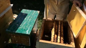 Самый простой способ объединить два роя в один улей. З?