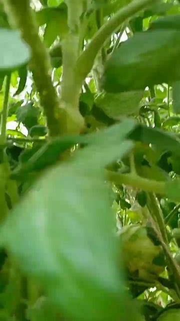 Самый лучший томат в мире 2024 г.!Высокоурожайный, вкусн? смотреть онлайн