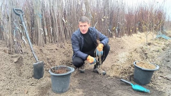 Как правильно посадить гранат