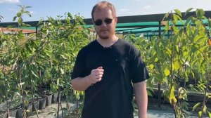 Черешня Василиса описание и характеристика сорта