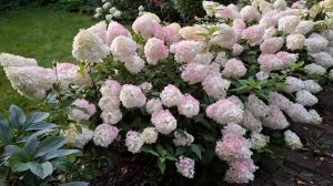23 августа 2025 г. Гортензия "Pinkachu" / гортензия метельчат?