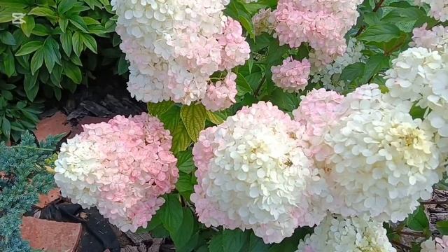 Описание лучших сортов метельчатых гортензий🌸🪷💮 смотреть онлайн