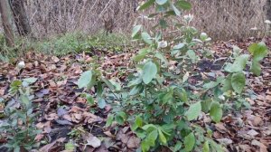 Фейхоа в открытом грунте. Готовим к зиме ,ошибки при по