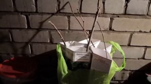 Как сохранить купленные зимой саженцы винограда до ве
