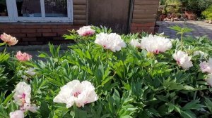 💮 Пион ИТО-гибрид KORA LOUISE 💮