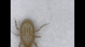 Подуры, почвенные клещи, грибные комарики. Как избавит