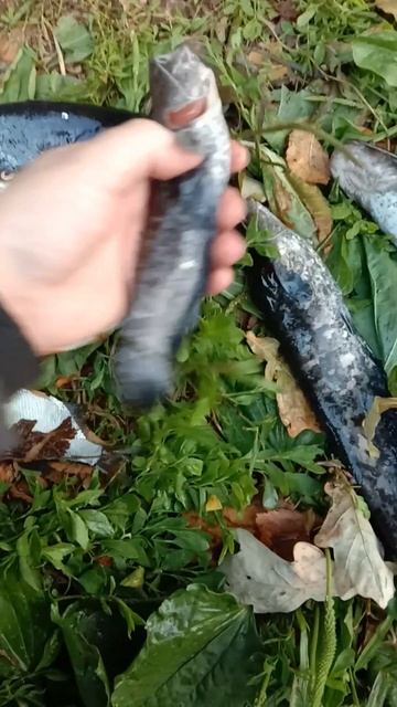 ПРИЕХАЛИ КАК ОБЫЧНО НА РЫБАЛКУ! С ПЛЕМЯННИКОМ | НА НОЛЬКУ | 18.07.2025 ГОДА ИТОГ! #fishing #рыбалка смотреть онлайн