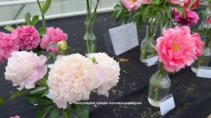 Пионы за 1000 долларов: редкие сорта, выставка и советы о