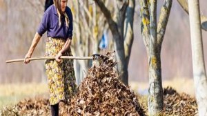 Груша Лесная красавица