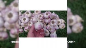 Как хранить чеснок до следующего урожая — секреты убо