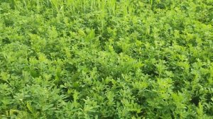 Люцерна с эспарцетом 05.2025. третий год вегетации и перв?