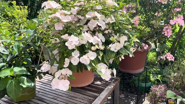 ГОРТЕНЗИИ СБЕЖАВШАЯ НЕВЕСТА и ФРЕНЧ БОЛЕРО. Формирова