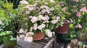 ГОРТЕНЗИИ СБЕЖАВШАЯ НЕВЕСТА и ФРЕНЧ БОЛЕРО. Формирова